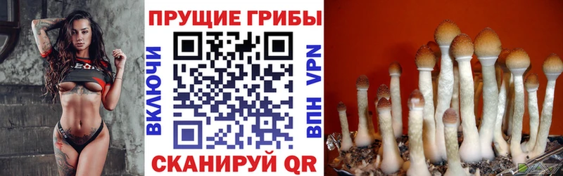 KRAKEN   Хотьково  Галлюциногенные грибы Cubensis 